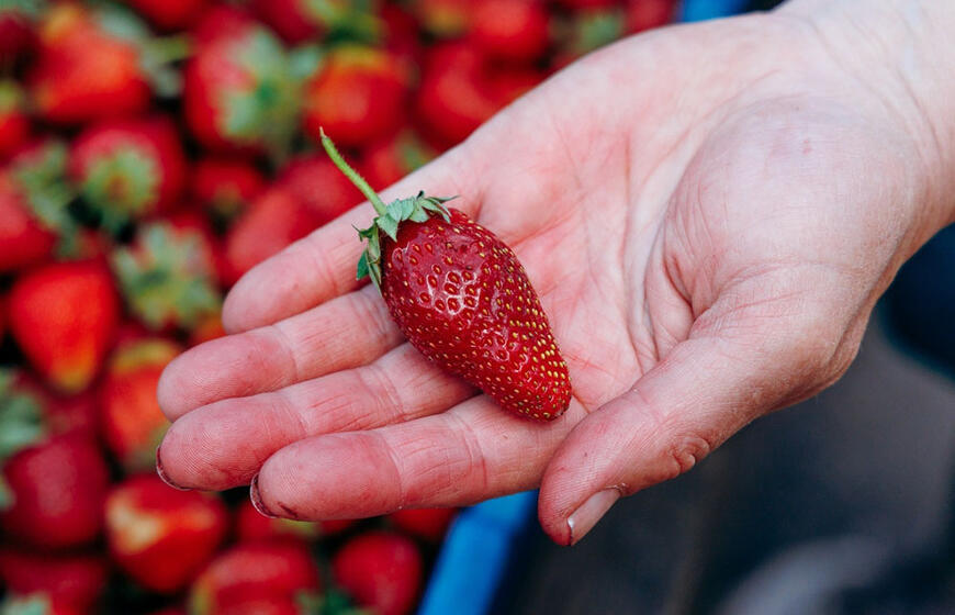 Braškės kovo mėnesį laukia tik šito