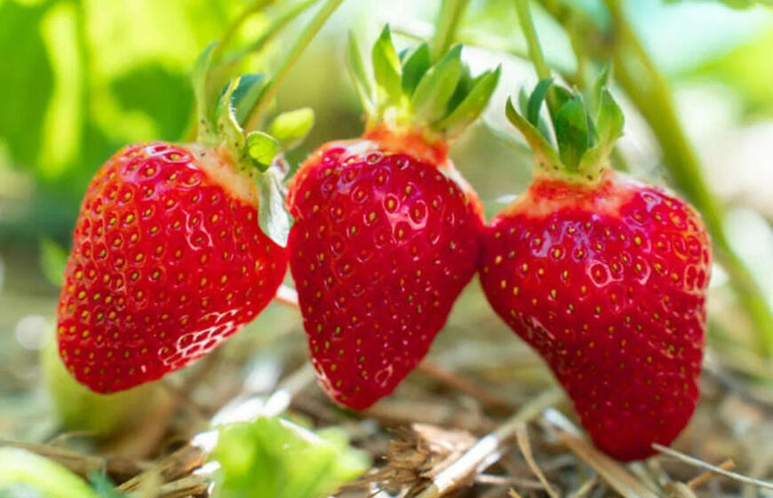 Iš vieno krūmo – iki 3 kg uogų, saldesnė už „turkišką gardėsį“