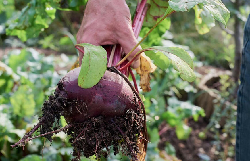 Tai ne burokėliai, o bordo spalvos medus