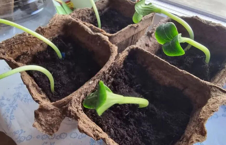 liaudiškas antpilas privers daigus augti kaip ant mielių