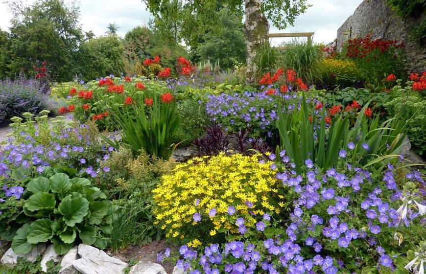 ką sėti jau dabar, kad birželį gėlynas priverstų aikčioti visus