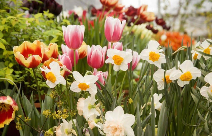 Pavasariniai gėlynai be didelio vargo