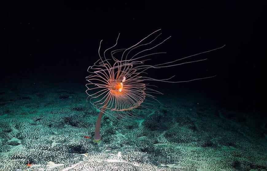 Kadras iš filmo „Iš gelmių“