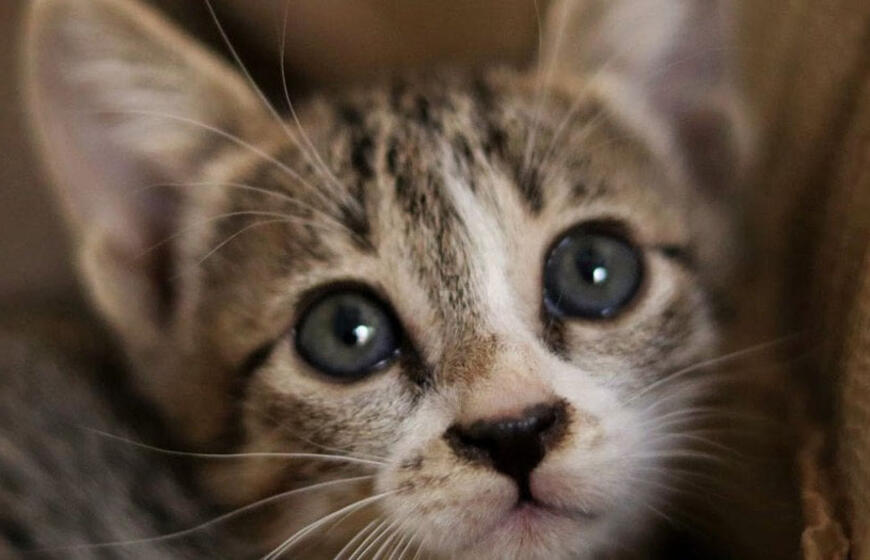 Ką reiškia katės ašaros