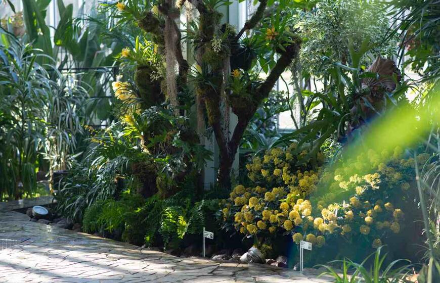 Kretingos žiemos sodas