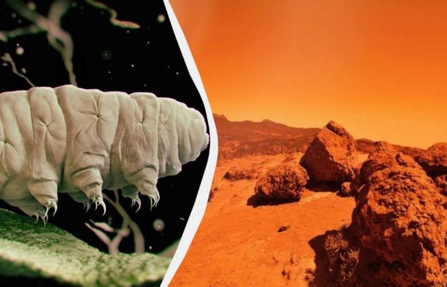 Marsas ir lėtapėdžiai