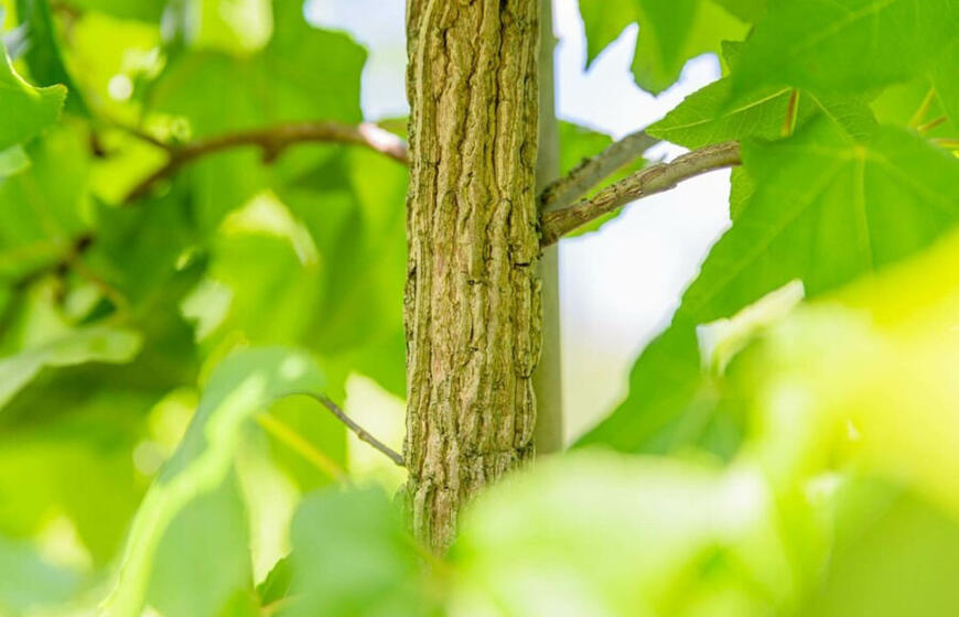 10 medžių, kurių niekada negalima sodinti kieme šalia įvažiavimo takų