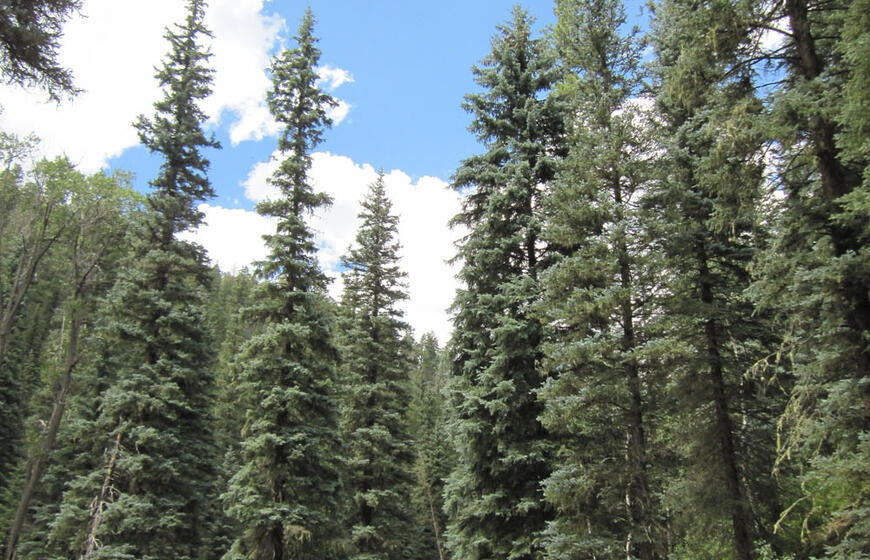 6 greitai augantys medžiai, kurių jokiu būdu nevertėtų sodinti savo kieme