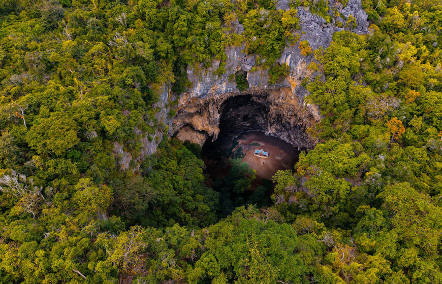 Kinijoje rastas unikalus 300 milijonų metų senumo miškas