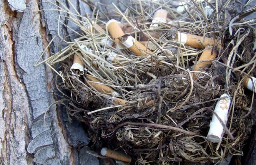 Kodėl paukščiai į lizdus tempia cigarečių nuorūkas