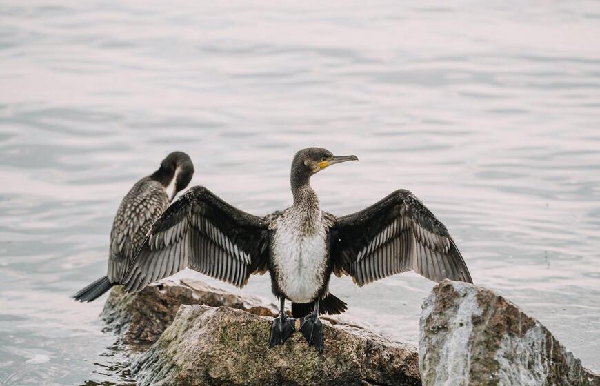 Paukščių sugrįžtuvės