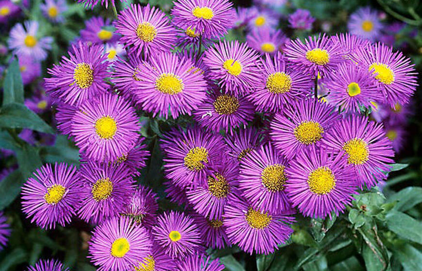 daugiametis augalas be rūpesčių, o gėlynas kaip iš paveikslėlio