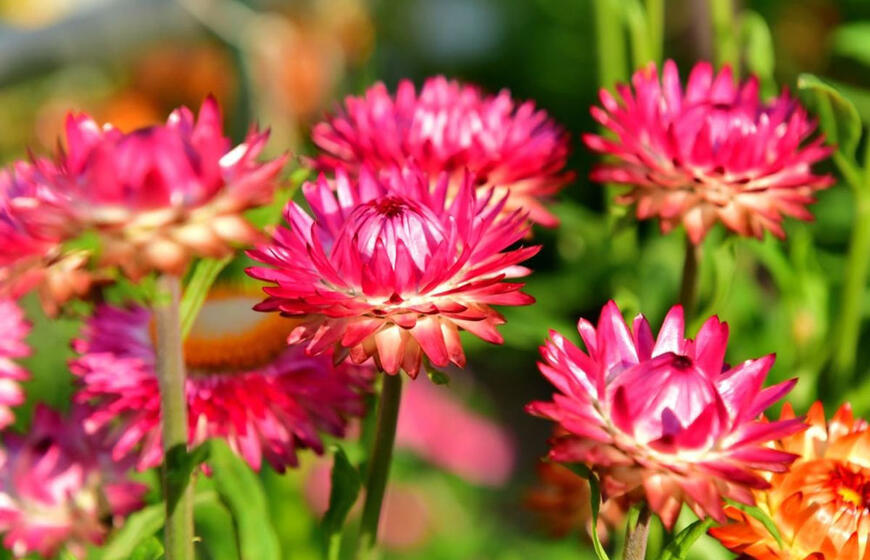 augalas, kuris žydi iki šalnų ir nereikalauja nei laistymo, nei genėjimo