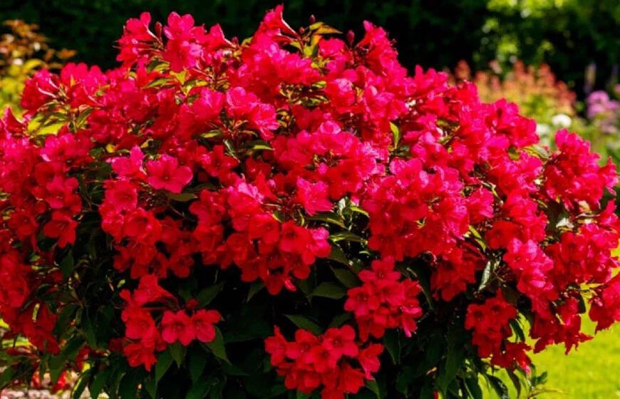 įspūdingas daugiametis visą sezoną puošia sodą ryškiais raudonais žiedais