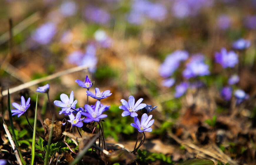 Sinoptikė žada permainingą savaitę ir pavasariškai šiltas Velykas