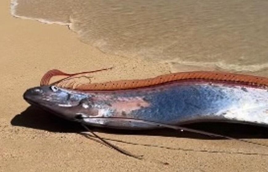 Paskutinio teismo dienos žuvys