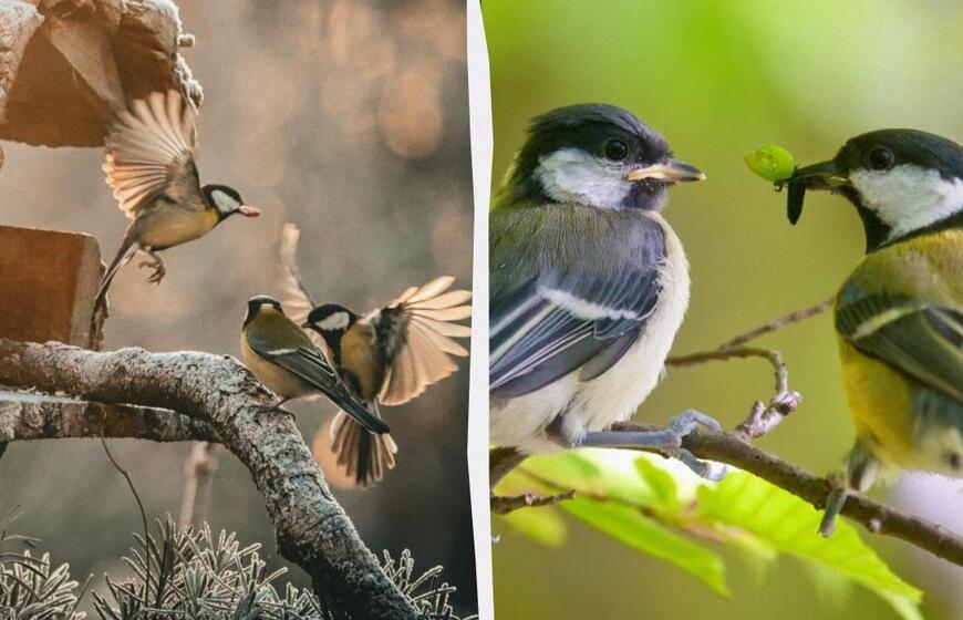 Zylės stebina mokslininkus