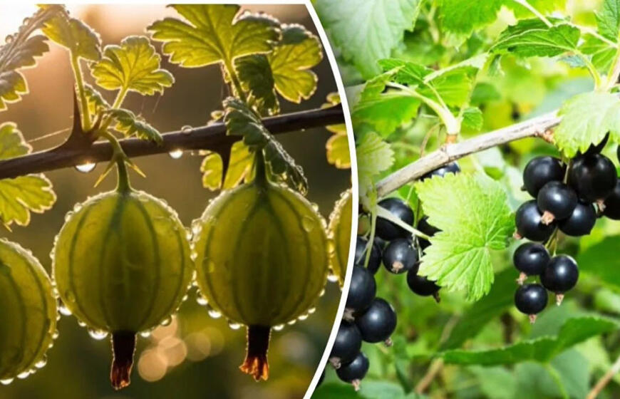 kodėl serbentai ir agrastai smulkėja ir kaip išgelbėti krūmus