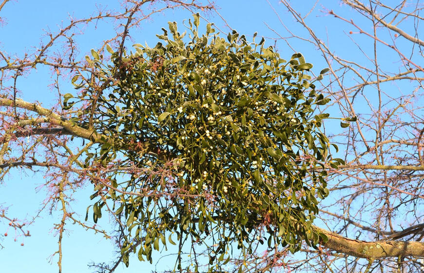 kaip apsaugoti sodo medžius nuo amalo