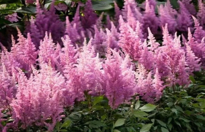 kaip paversti sodo sklypą žydinčiu rojumi