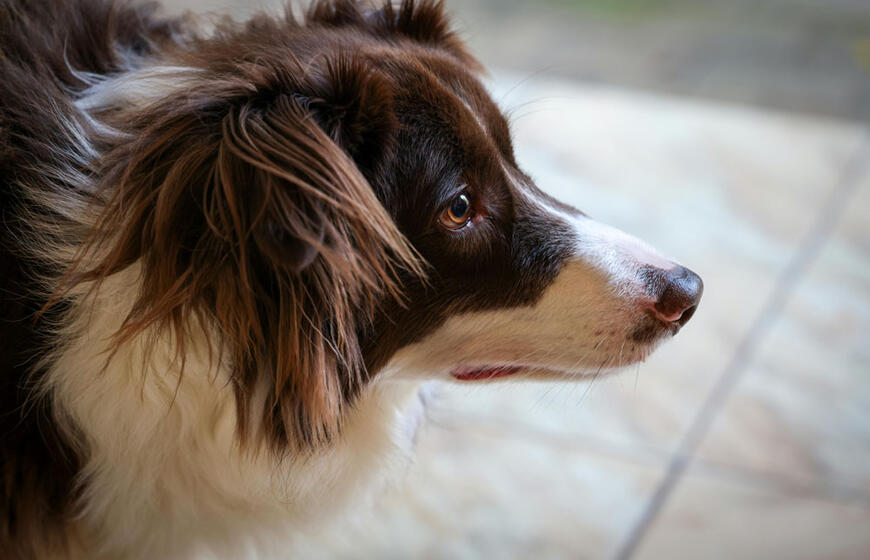 Australų aviganis, šuo