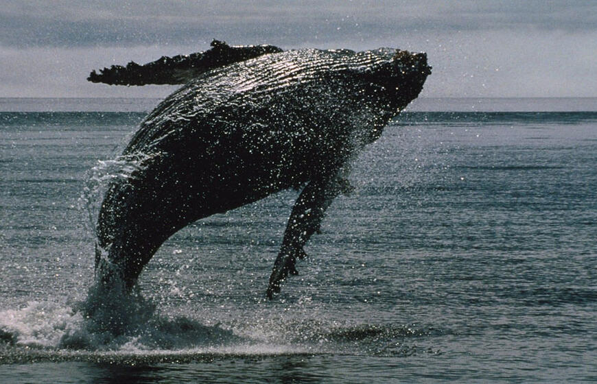 Kiek sveria banginis