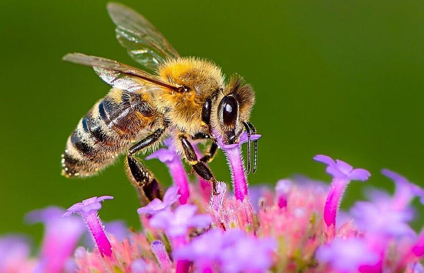 Bitė renka nektarą