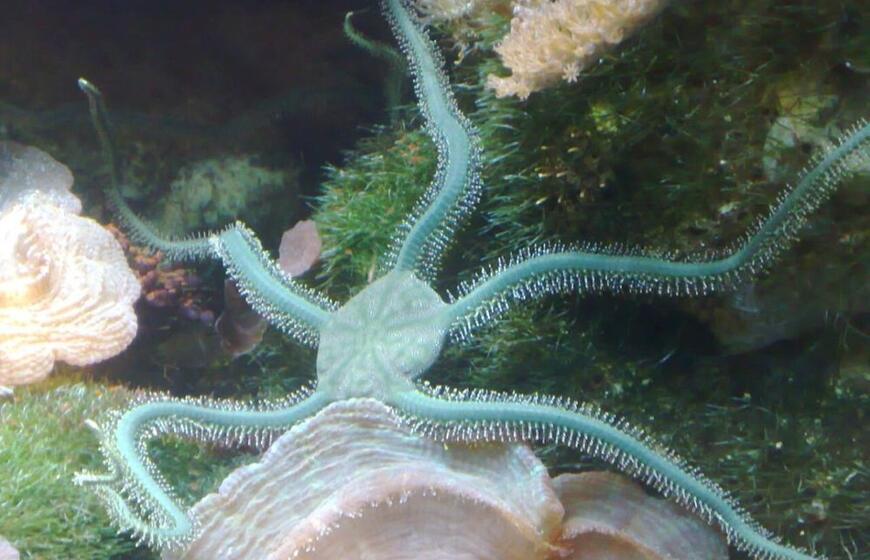 Ofiura gyvena Antarktidoje