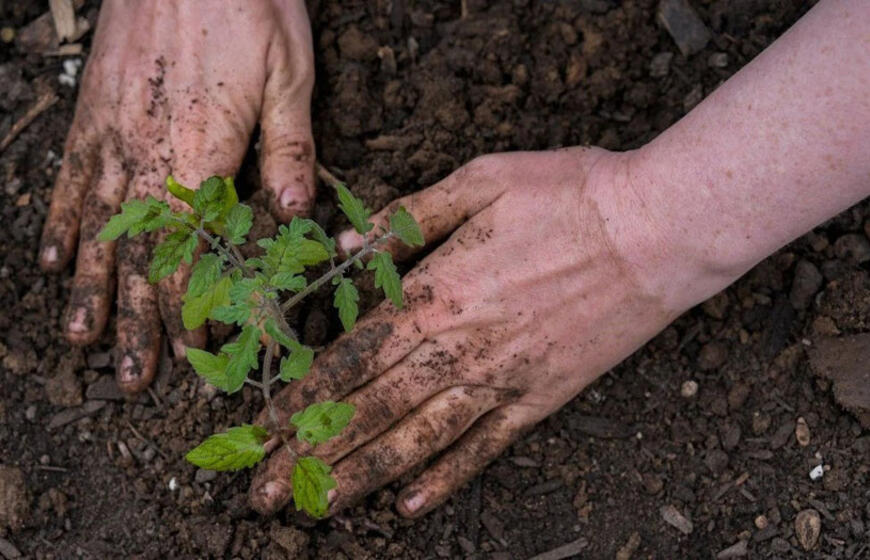 Ką dėti į duobutes sodinant paprikas ir pomidorus, kad sodinukai greitai prigytų