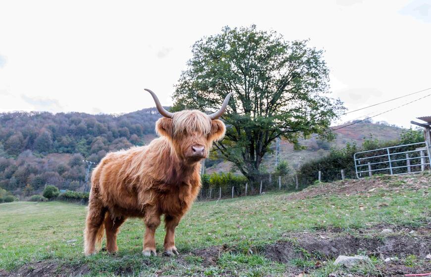 Hailendų veislės jaučiai