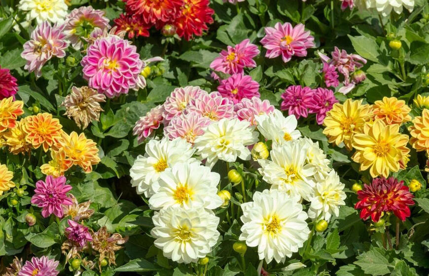 Kaip ir kada sodinti jurginus