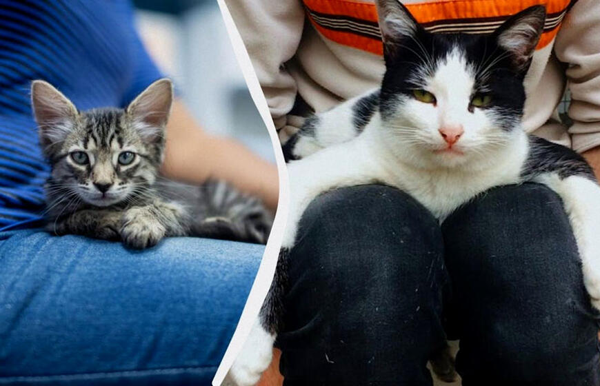 Kodėl katė nuolat sėdi ar guli ant žmogaus: ką tai reiškia