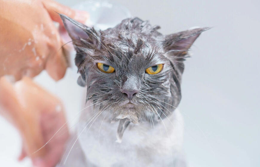 Kaip dažnai reikia maudyti katę