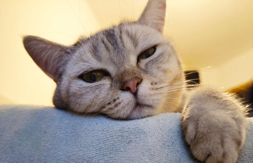 Kodėl katės laksto prieš ir po apsilankymo kraiko dėžutėje?