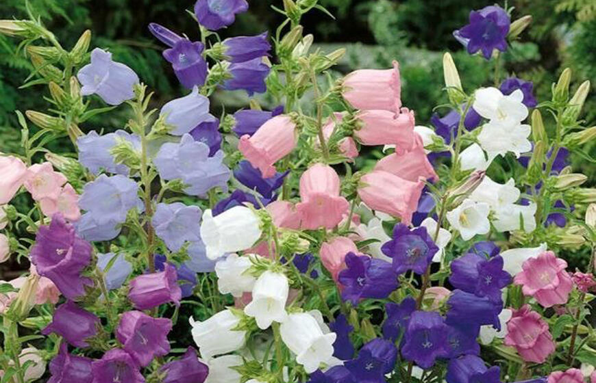 3 gėlės, panašios į varpelius – žydi bet kuriame regione