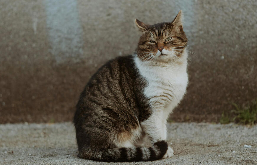 Katinas, beglobis gyvūnas