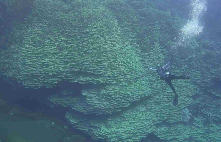 Povandeninio ugnikalnio krateryje rastas 2050 metų koralas milžinas