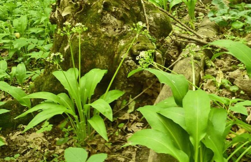 Kaip atskirti laukinį česnaką nuo čemericos