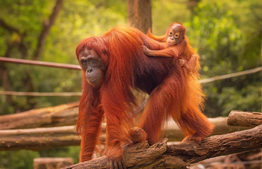 Turistės manikiūras pakerėjo mažąjį orangutangą