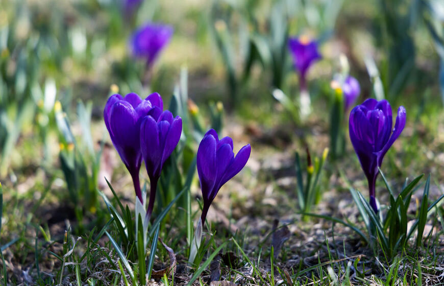 Pavasariški orai neskuba: kritulių bus mažiau, tačiau šiluma dar nedžiugins
