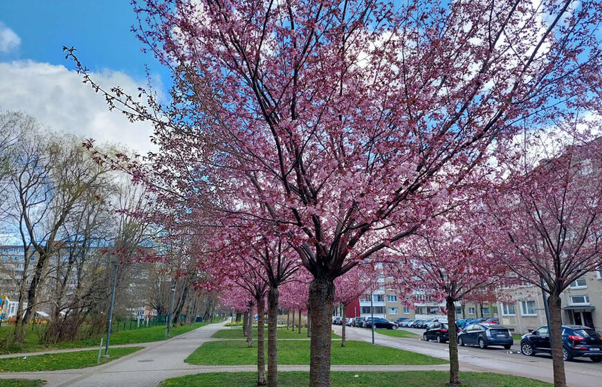 Sakuros, Naujamiesčio gatvė