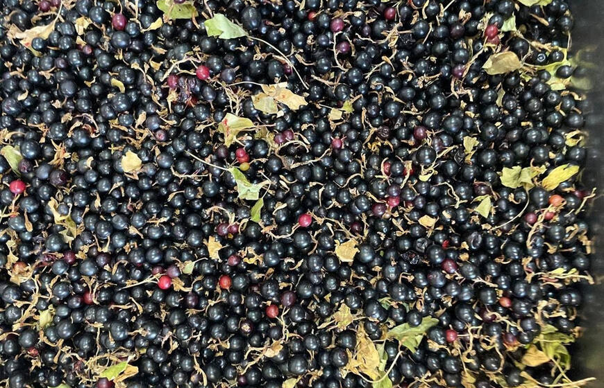 Pavasariniai pusryčiai serbentams: