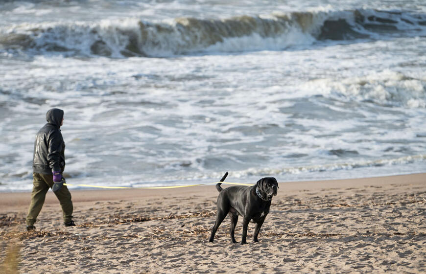 Paplūdimys, šuo, žmogus, jūra