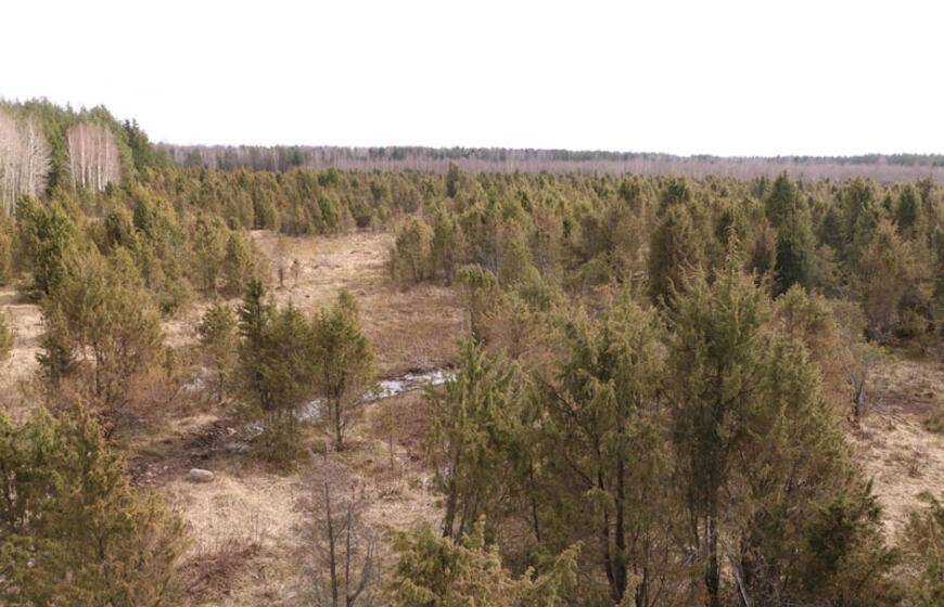 Šauklių riedulynas-kadagynas