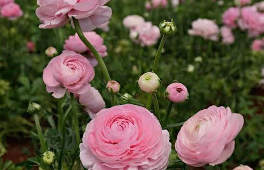 Pasėkite balandį – birželį visas sodas skendės rožiniame debesyje