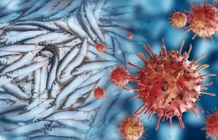 Su žalia žuvimi siejamas virusas gali pažeisti akis