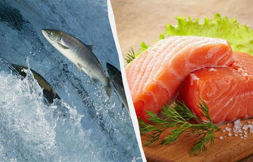 Kuris pasirinkimas geresnis: laukinė ar ūkiuose užauginta žuvis?