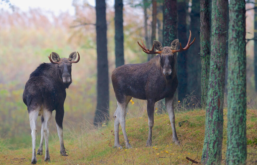 Briedžiai Kuršių nerijoje
