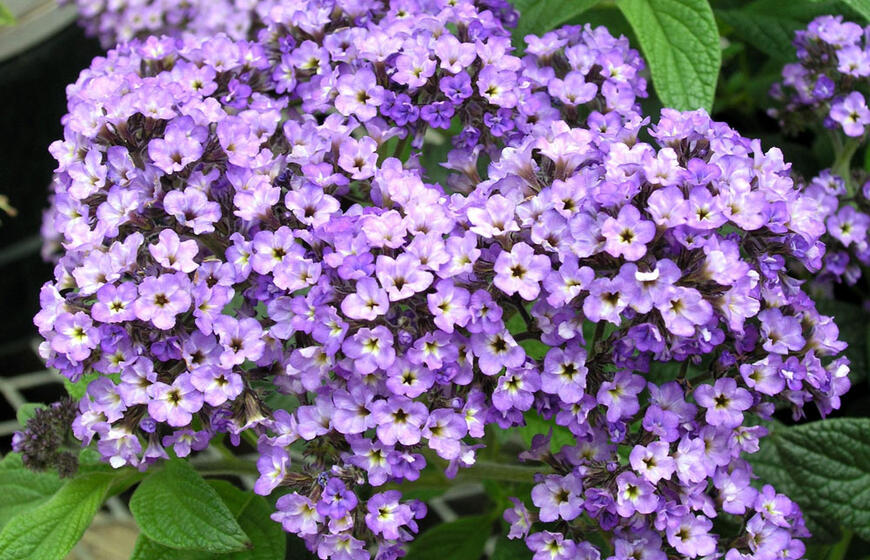 heliotropas