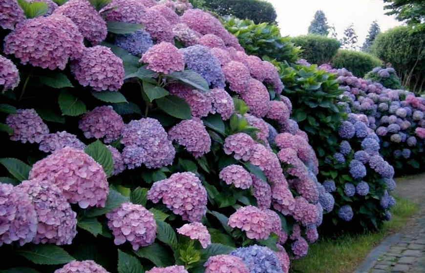hortenzijos